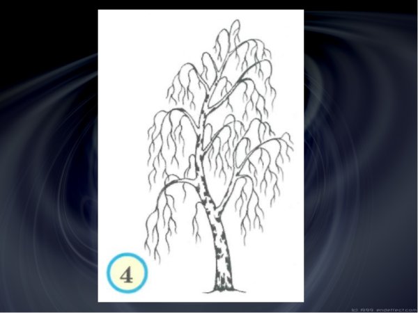 Поэтапное рисование зимней березы