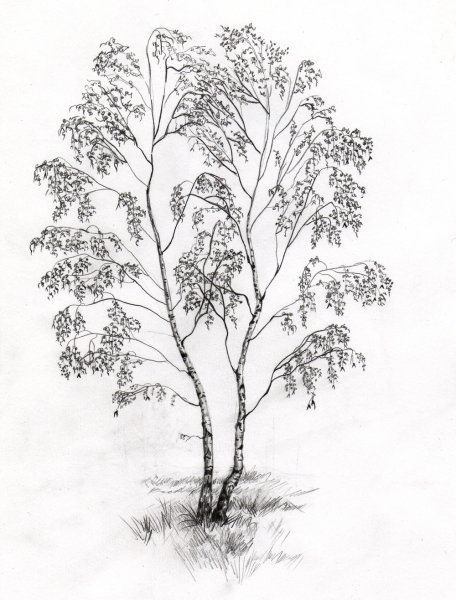 Береза карандашом
