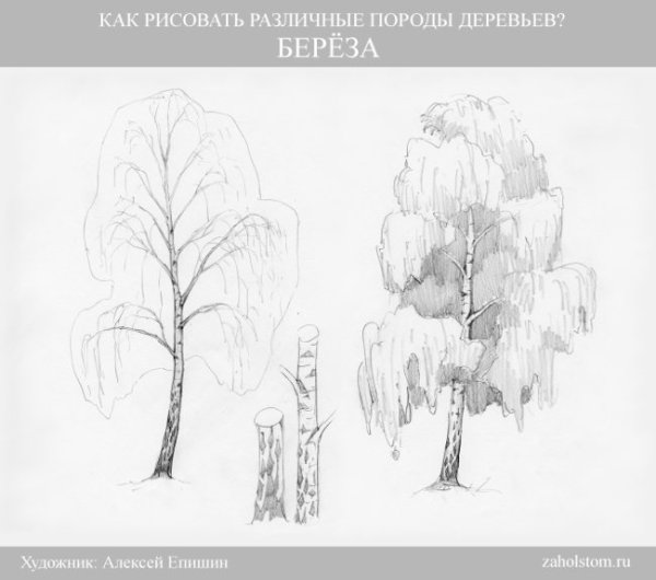 Берёза рисунок карандашом поэтапно