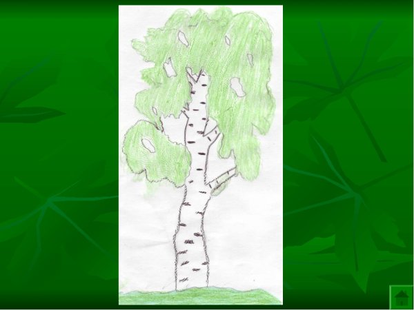 Рисование березы