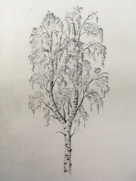 Зарисовка березы