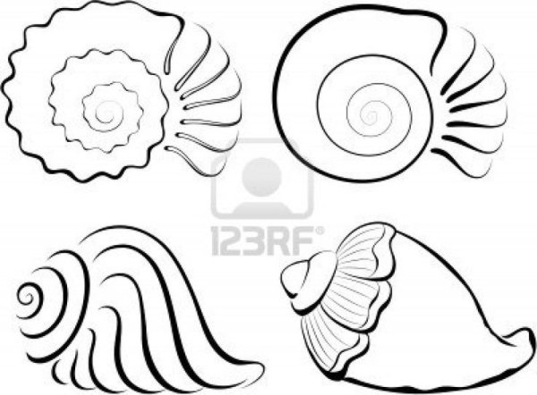 Ракушка рисунок карандашом