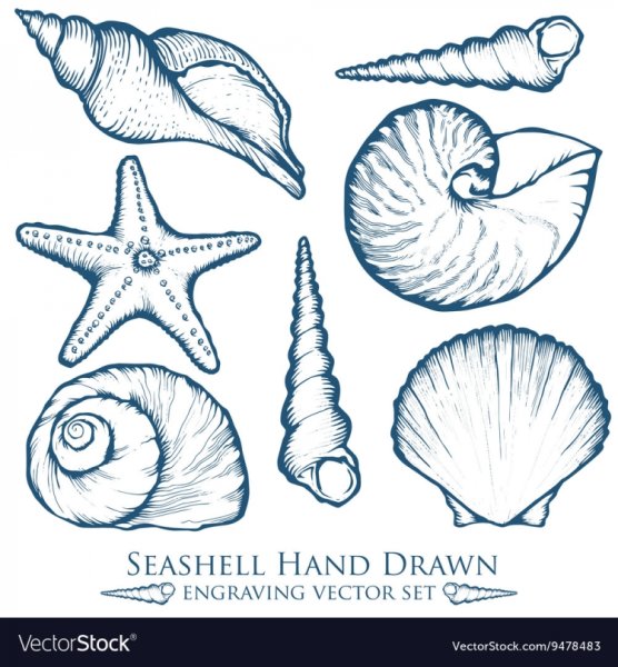 Ракушка схематично