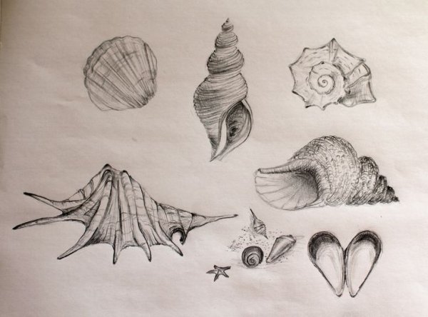 Ракушка с жемчужиной