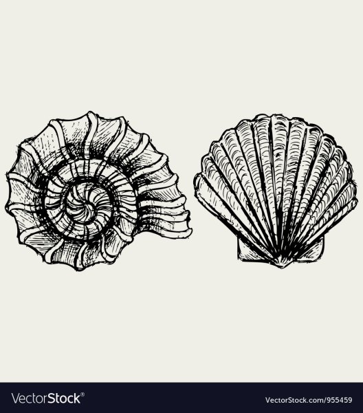 Ракушка простым карандашом