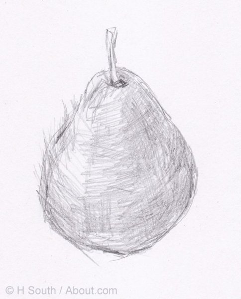 Плод груши в разрезе