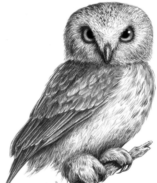 Ова рисунок карандашом