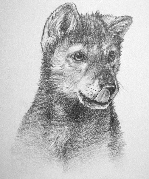 Волчата для рисования