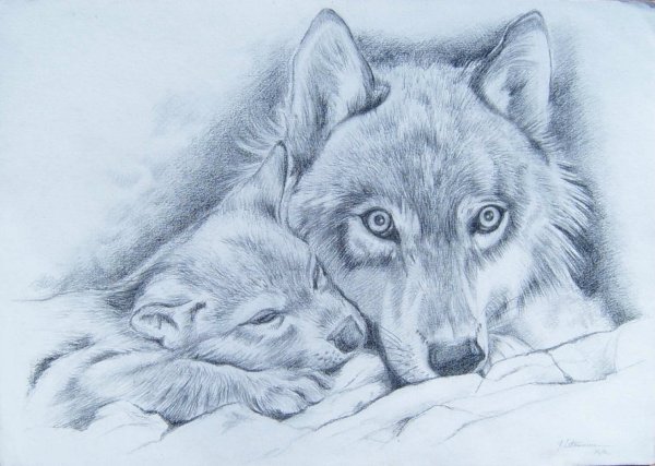 Красивые рисунки животных карандашом