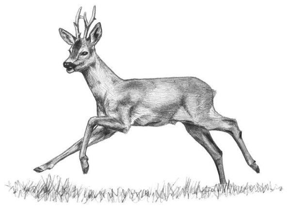 Нарисовать косулю