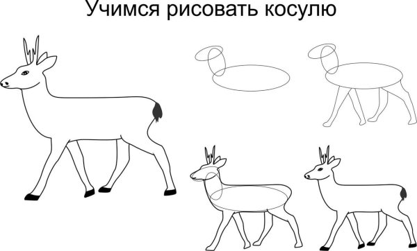 Учимся рисовать косулю
