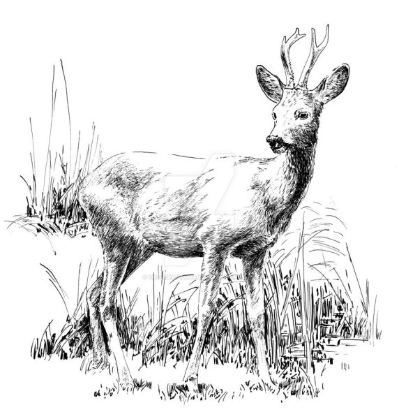 Косуля картина