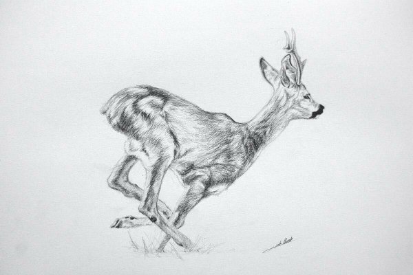 Косуля рисунок карандашом