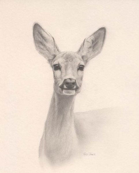 Косуля карандашом