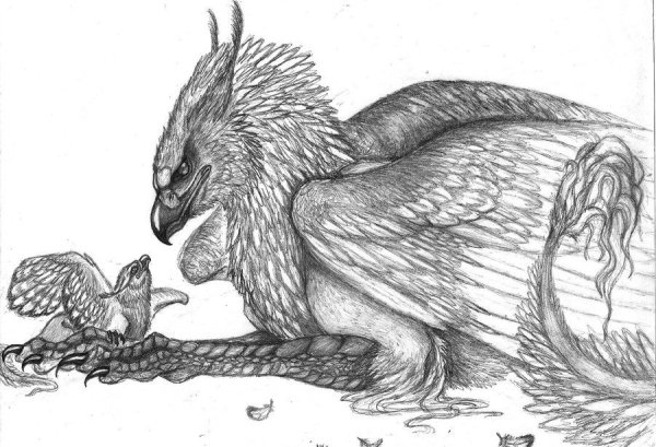 Раскраска Гарри Поттер гиппогриф