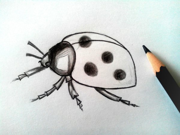 Божья коровка карандашом