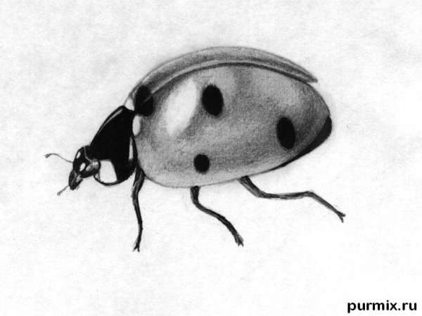 Божья коровка поэтапное рисование для детей