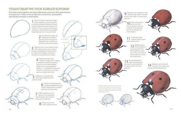 Божья коровка карандашом