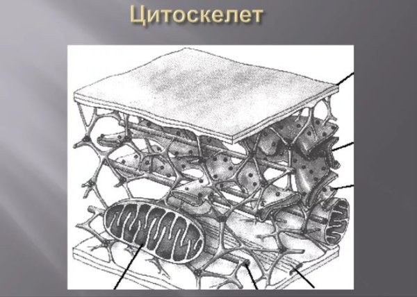 Цитоскелет гиалоплазмы