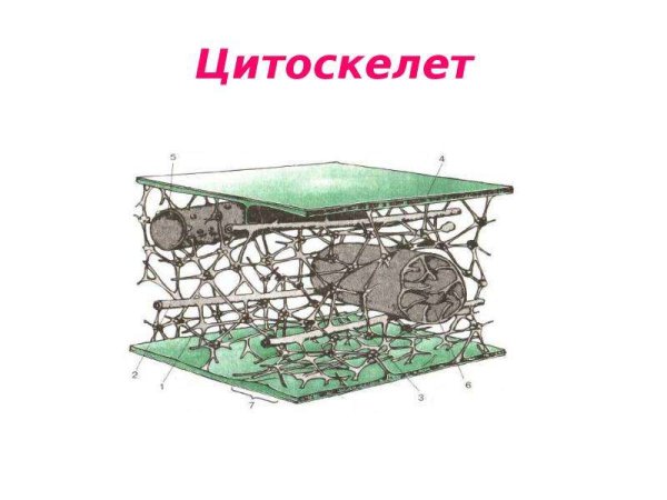 Цитоскелет гиалоплазмы