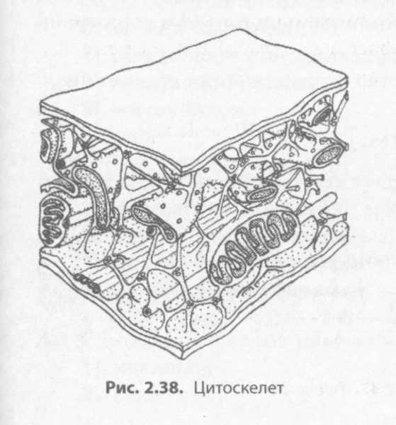 Микротрубочки цитоскелета строение