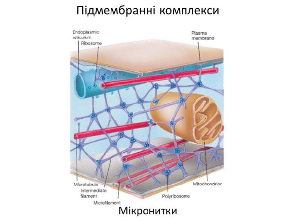 Цитоскелет схема строения