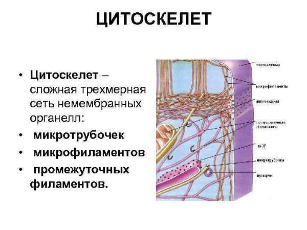Строение цитоскелета клетки