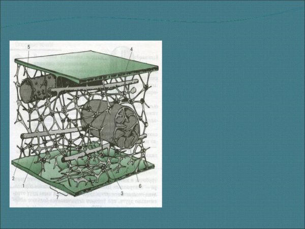 Строение цитоплазмы гиалоплазма цитослел