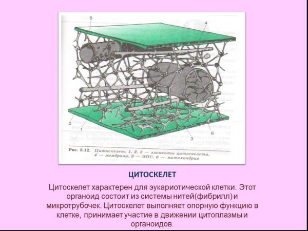 Трабекулярная сеть гиалоплазмы