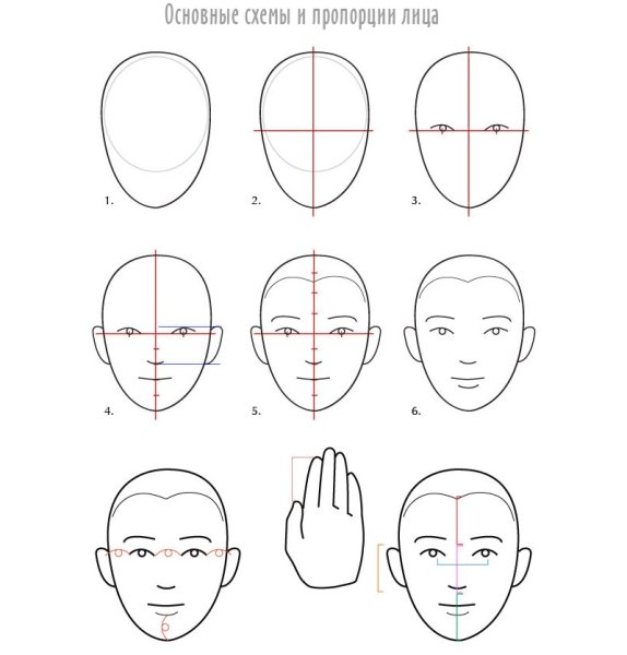 Пропорции лица для рисования портрета