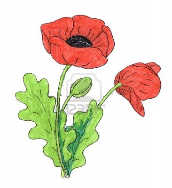 Раскраски с цветным контуром цветы