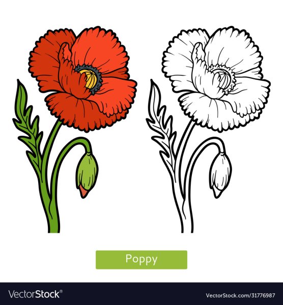 Поэтапное рисование цветы