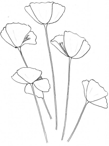 Маки рисунок лёгкий для срисовки