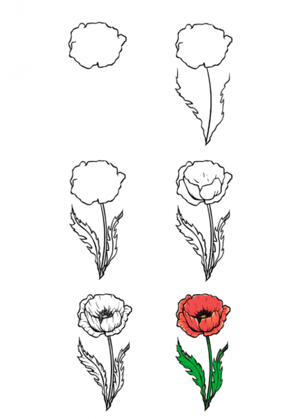 Раскраска Мак цветок