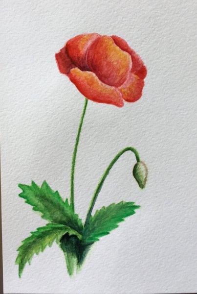 Маки рисунок поэтапно