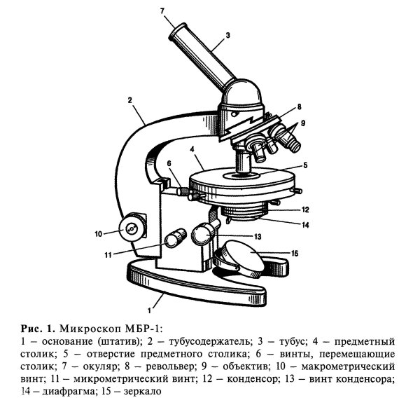 Микроскоп МБР-1 рисунок строение