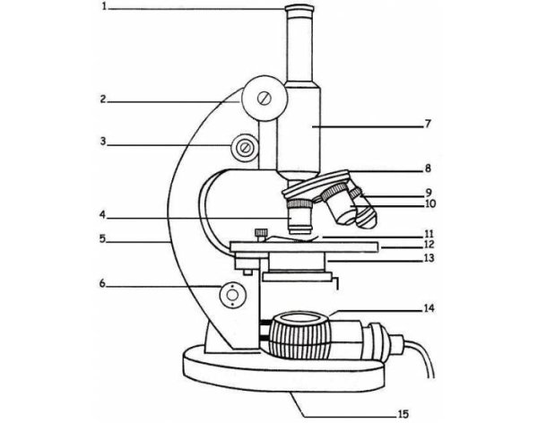 Зарисовать световой микроскоп