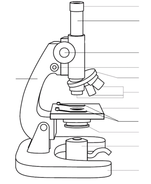 Рисунок микроскопа 5 класс биология карандашом