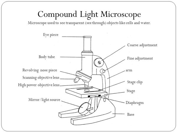 Микроскоп набросок
