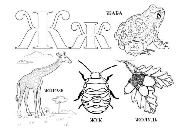 Буква ж раскраска