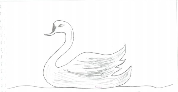 Рисунок лебедя карандашом для начинающих