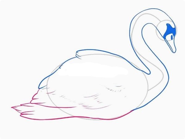 Лебедь рисунок карандашом