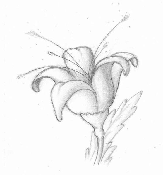 Цветы простым карандашом