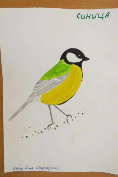 Рисование с детьми синичка