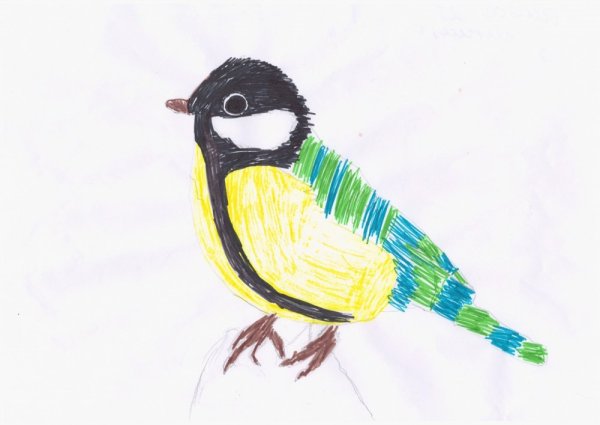 Рисование птицы синицы