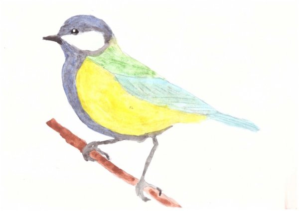 Поэтапное рисование птицы на ветке