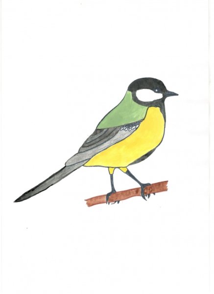 Рисование синички