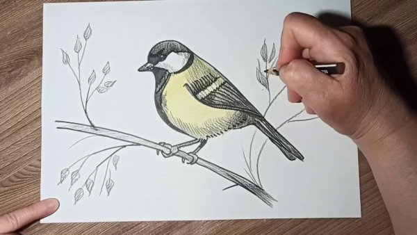 Рисование с детьми синичка