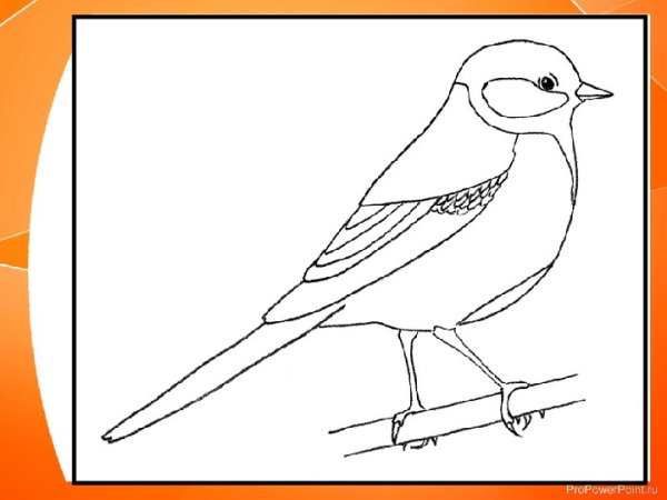 Рисование синички