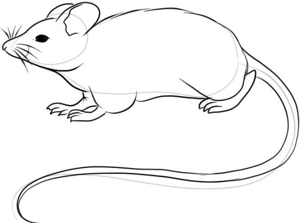 Мышь карандашом